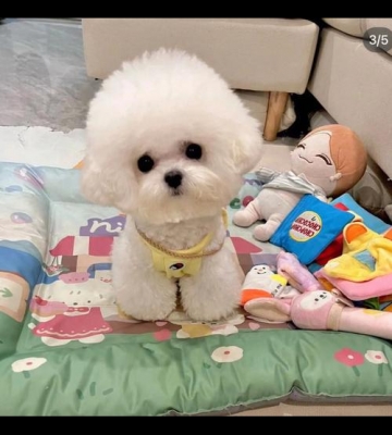 比熊玩什么玩具