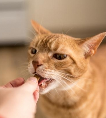 小猫咪总咬人怎么办