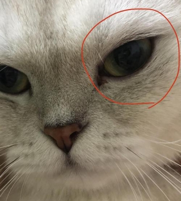 猫咪眼睛为什么瞎掉
