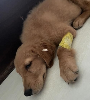 小狗早上吐水怎么回事啊