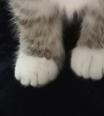 猫咪不磨爪子会怎么样