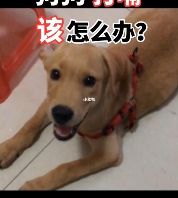 水土不服该怎么办狗狗