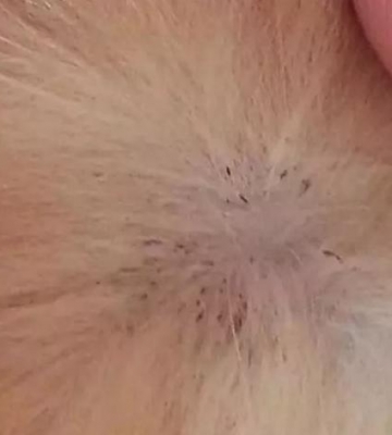 狗狗肚子有虫什么症状