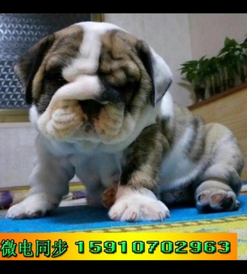 美牛犬一般的什么价格是多少