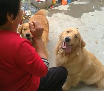 7个月大的金毛吃什么水果