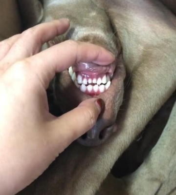狗狗为什么睡觉老是磕牙