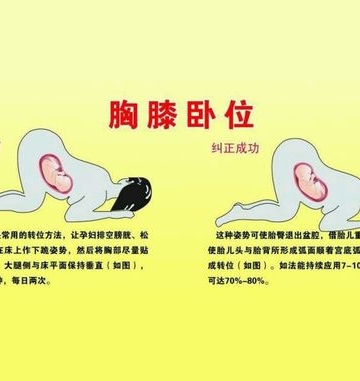 狗狗胎位不正怎么调整