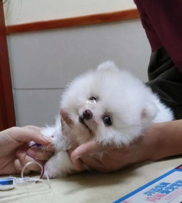 博美咳嗽怎么回事