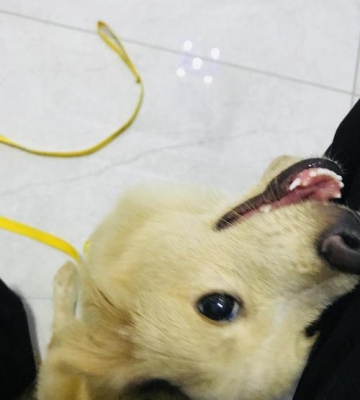 狗狗晚上很胆小怎么办