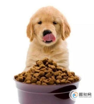 小狗吃什么对健康好