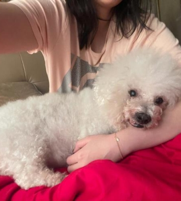 我家比熊怎么这么胖