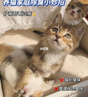 猫咪身上气味重怎么办