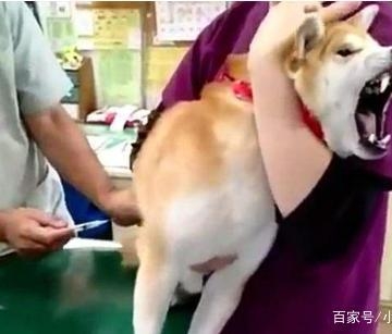 狗狗不肯打针怎么办