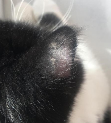 猫咪猫藓黑色怎么治