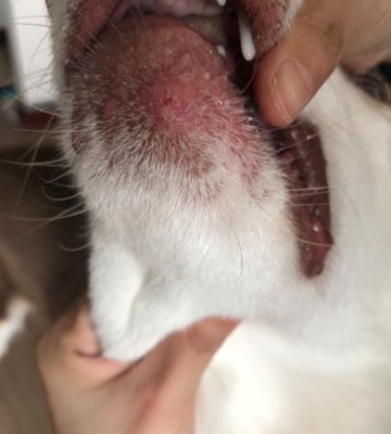 狗狗下巴脱皮怎么办