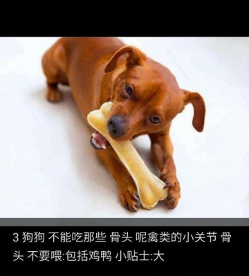 小狗啃什么大骨头好