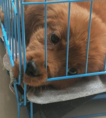 金毛幼犬细小怎么检测