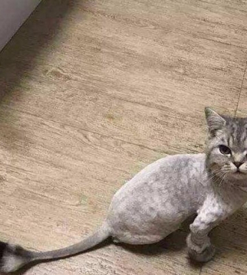 猫咪毛长了怎么办