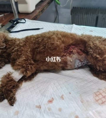 小狗妇科病什么症状