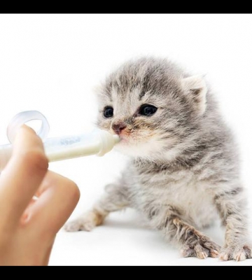 怎么喂猫咪吃液体药