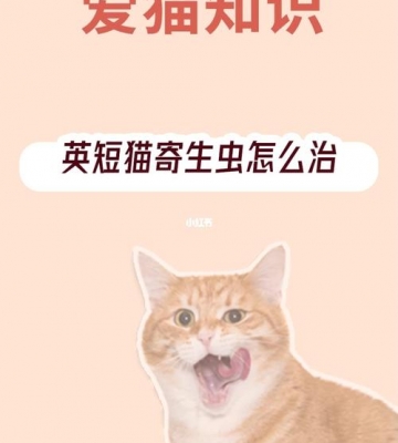 猫咪体内有寄生虫怎么治