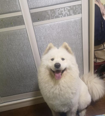 萨摩为什么拉屎那么臭