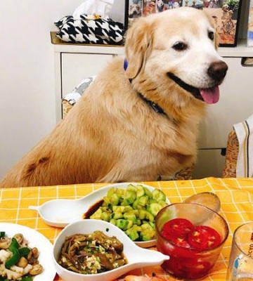 金毛狗狗不好好吃饭怎么办