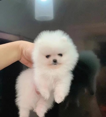茶杯犬博美是什么品种