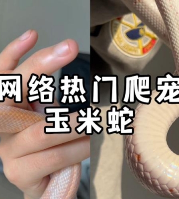 家里养什么蛇当宠物