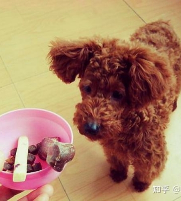泰迪狗粮怎么给它吃