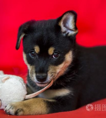 狗狗眼睛红色怎么回事
