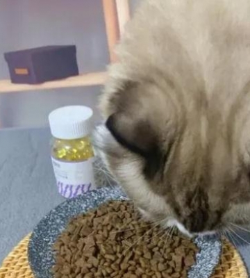 猫咪提高免疫力吃什么