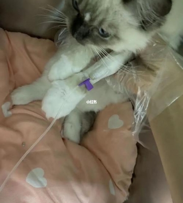 猫咪猫瘟怎么治疗费用