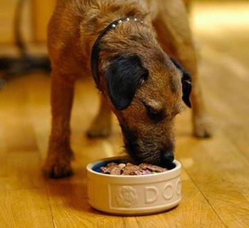 狗狗什么食物对胃好