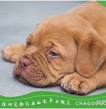 怎么给狗狗预防弓形虫