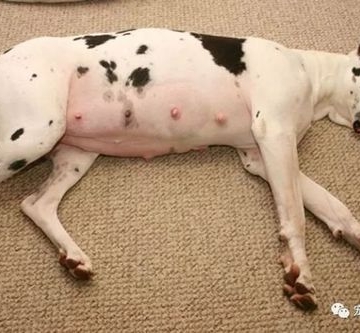 狗狗生产前有什么症状