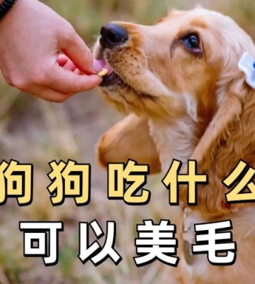 狗狗吃什么食物美毛
