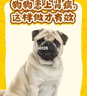 小狗得了肾结石怎么治疗