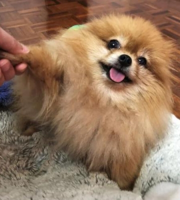博美下嘴唇抖怎么回事