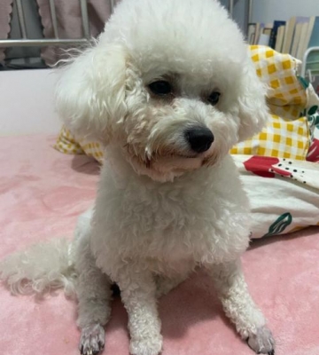 比熊怎么看出不一样