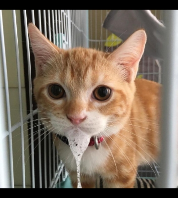 猫咪吐了怎么办最快