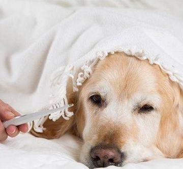 导致幼犬发烧怎么办