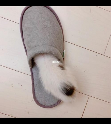 狗狗为什么爱叨拖鞋