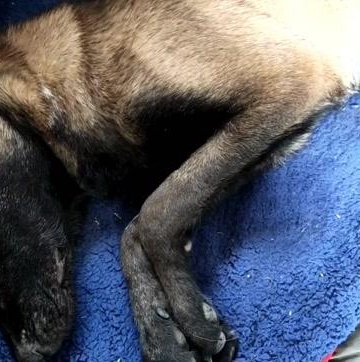 犬瘟狗狗抽搐是为什么