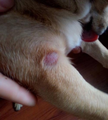 宠物狗腿上掉毛是什么原因