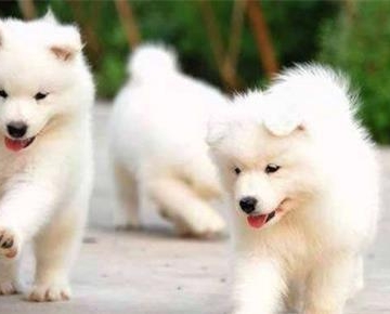 萨摩幼犬怎么补钙