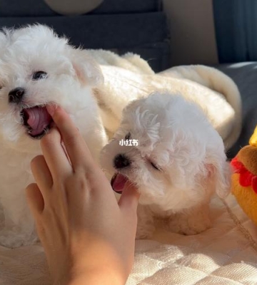 小比熊喜欢乱咬是怎么回事