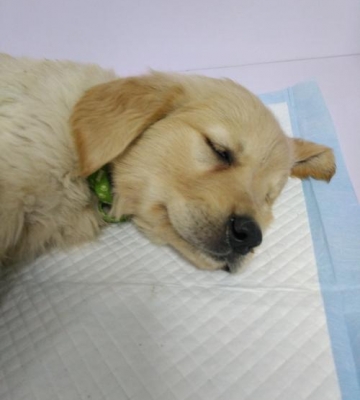细小狗狗怎么这么治