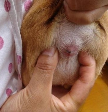 狗狗肛门异味怎么办