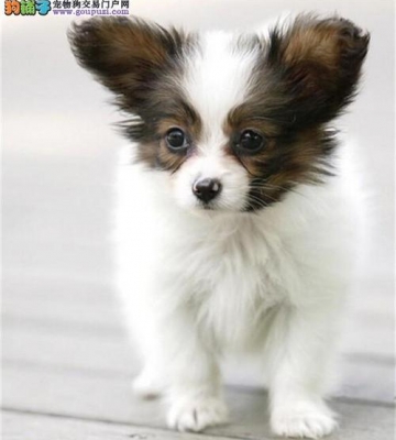 蝴蝶幼犬可以吃什么